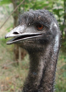 Not that EMU