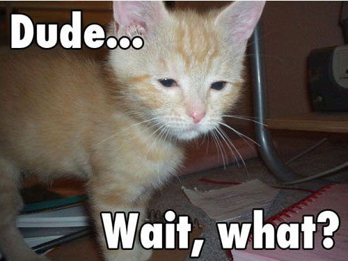 Pictured: Cat watching Iowa in the first half