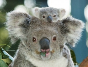 Australia is smaller than Howard Island