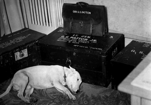 General George S. Patton's dog, Willie, mourning the loss of his master in 1945
