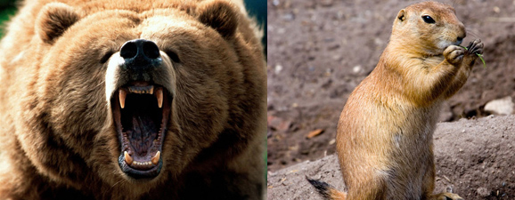 Bruin vs Gopher. Not a contest.