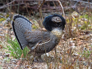 The Ruffed Grouse