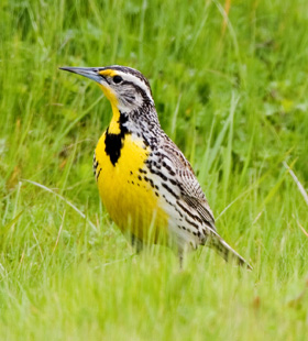 The Western Meadowlark