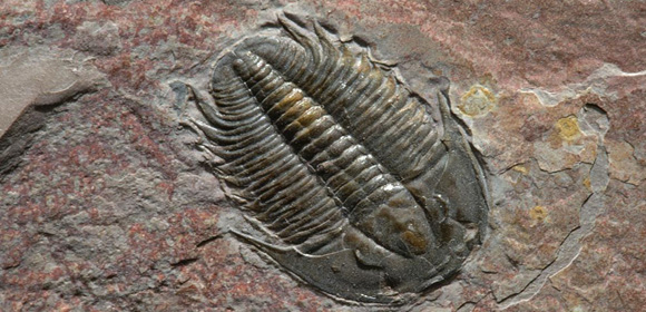 The mighty Trilobite (O-H-I-O)