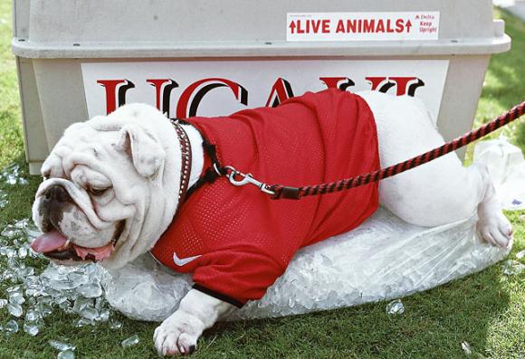 Brutus on a hot summer's day.