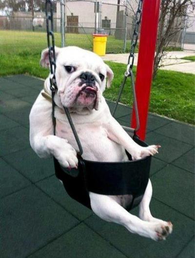 Chill Dog. Not to be confused with Chili Dog. Chill Dog. Not to be confused with Chili Dog.