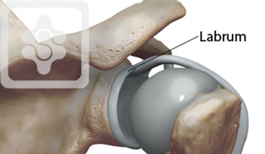 Labrum