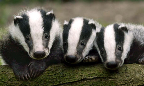These are badgers. That is all.