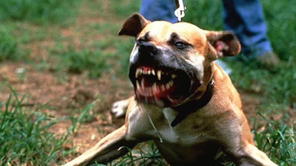 Pit Bull Pit Bull