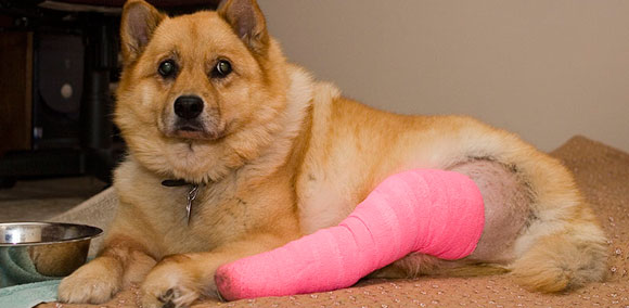 Torn ACL