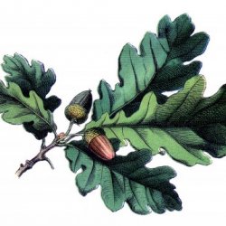 QuercusAlba's picture