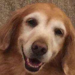 Chewed_Dog_Toy's picture