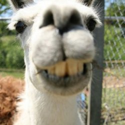 northernLLamma's picture