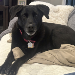 BuckeyeBaylee's picture BuckeyeBaylee's picture