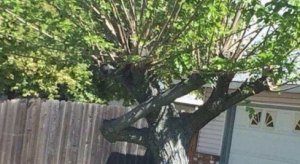 Look at this tree hitting the Dab