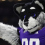 Washington Husky