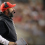 Matt Patricia