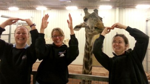 Staffers and a giraffe strike the O-H-I-O pose at the Columbus zoo.