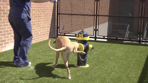 Here's a GIF of a dog pissing on the fire hydrant painted in Michigan colors at Ohio State's vet school.
