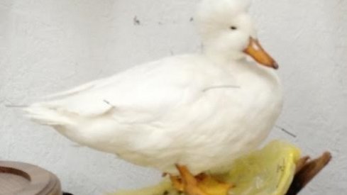 Quack quack Mr. Ducksworth!
