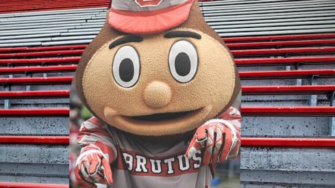 Brutus Buckeye