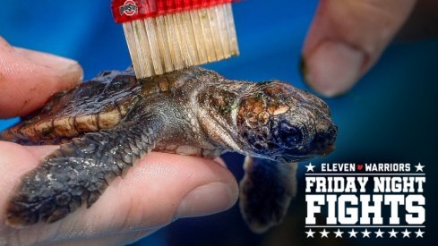 A volunteer uses her fingers and a toothbrush to gently remove algae from the carapaces of Loggerhead and Green turtles at the Loggerhead Marinelife Center Saturday, September 12, 2020.