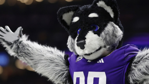 Washington Husky