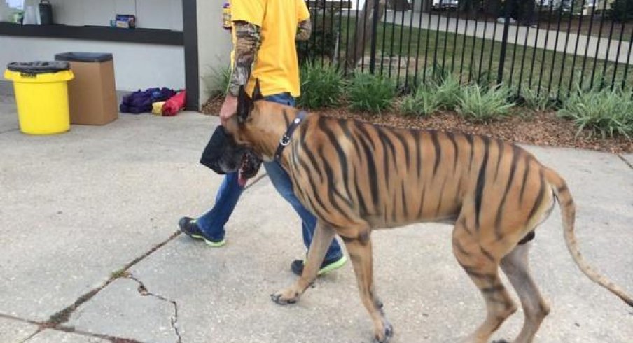 great dane tiger