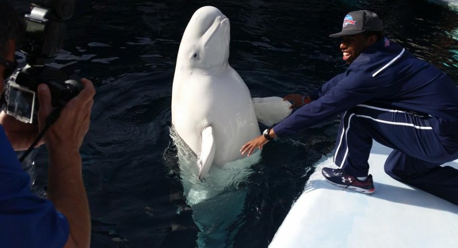 he'll yeah beluga whale