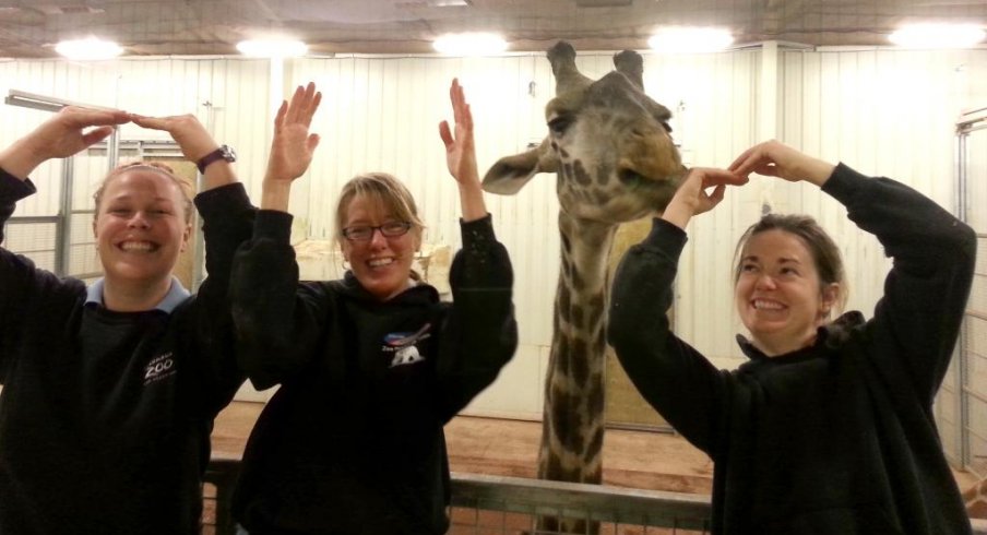 Staffers and a giraffe strike the O-H-I-O pose at the Columbus zoo.
