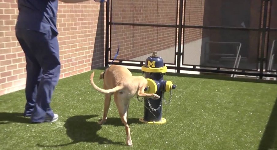 Here's a GIF of a dog pissing on the fire hydrant painted in Michigan colors at Ohio State's vet school.