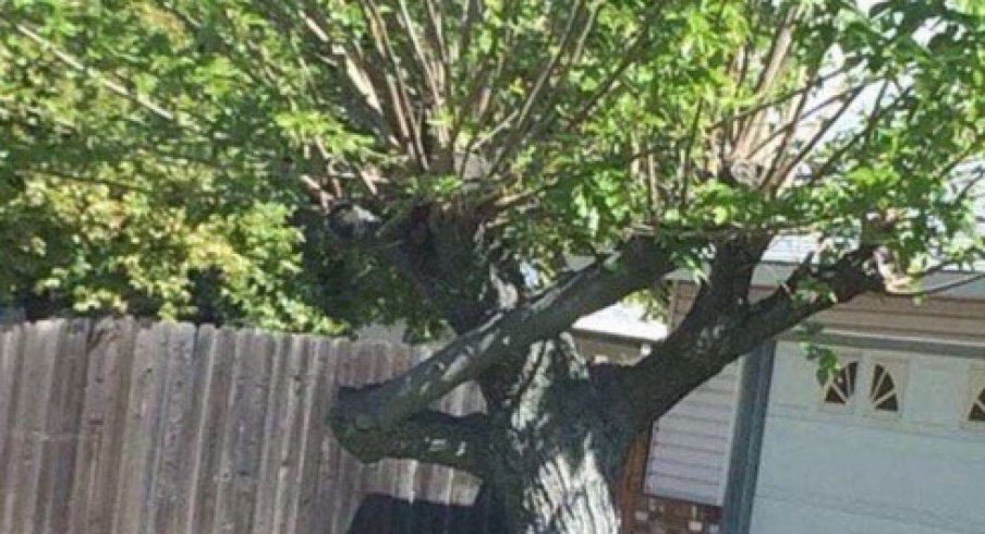 Look at this tree hitting the Dab