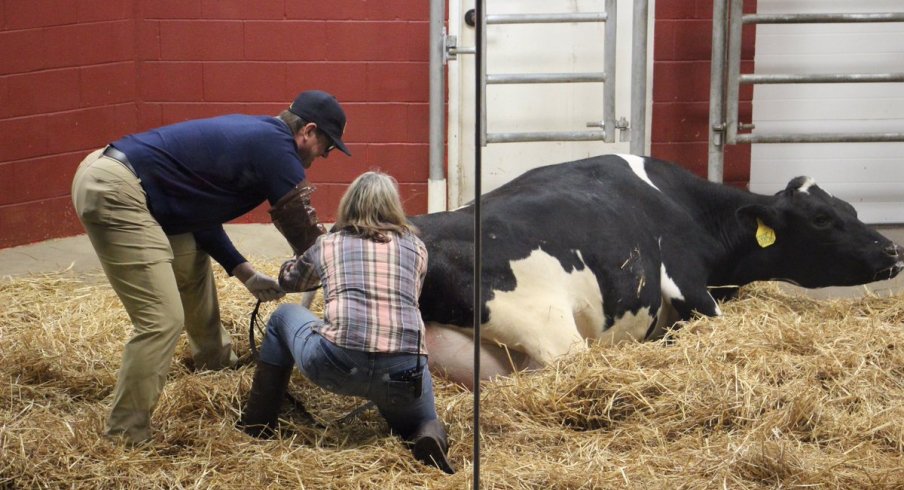 Jim Harbaugh delivered a baby calf on Monday morning.