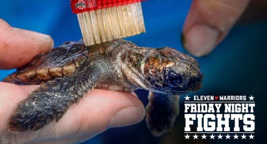 A volunteer uses her fingers and a toothbrush to gently remove algae from the carapaces of Loggerhead and Green turtles at the Loggerhead Marinelife Center Saturday, September 12, 2020.